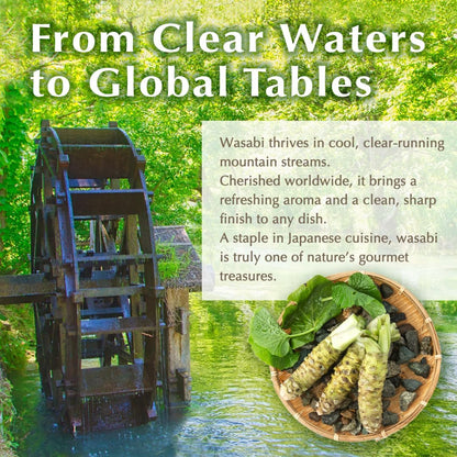 Japanese Wooden Wasabi Grater (Wasabi Oroshi) for Ginger and Garlic with Bamboo Brush Made in Japan