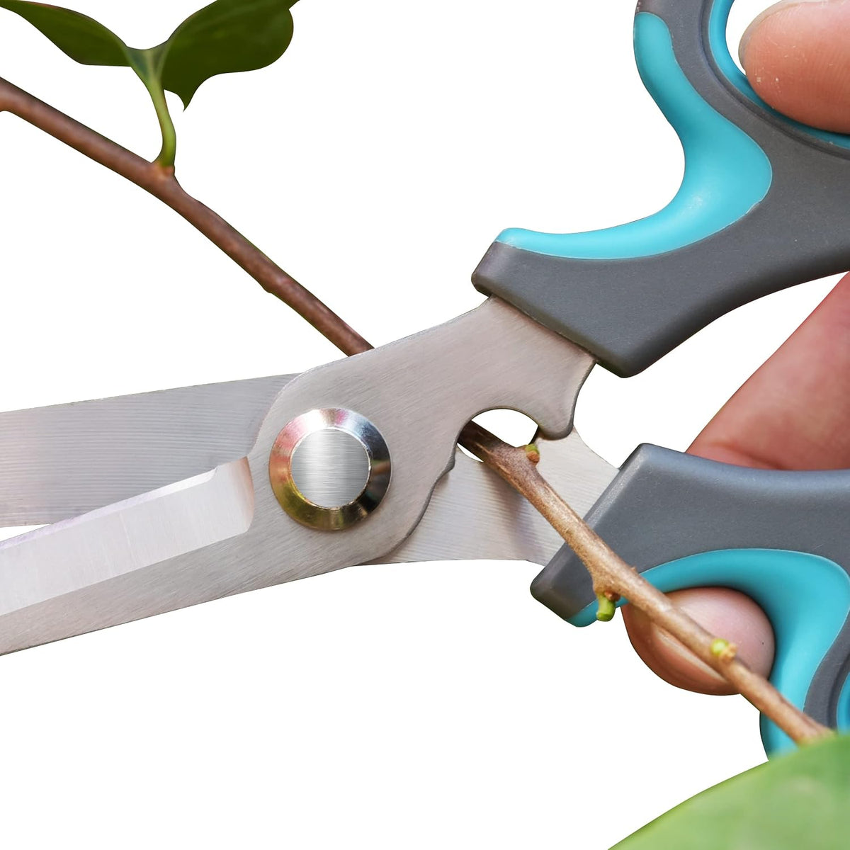Blue Stainless Steel Floral Shears with Integrated Stab Remover