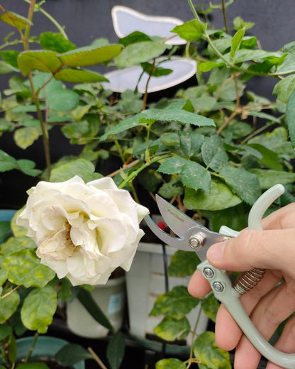 Fondwell 6.5" Pruning Shears Trimming Scissors: 2 Pack of Small Garden Snips with Micro Tip - Plant Clippers of High Cutting Efficiency