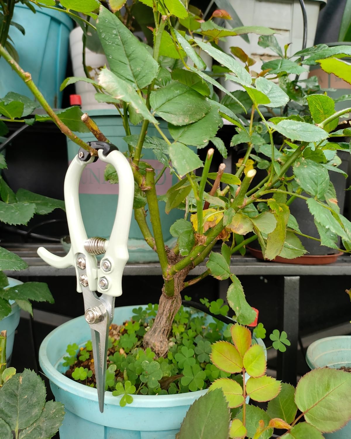 Fondwell 6.5" Pruning Shears Trimming Scissors: 2 Pack of Small Garden Snips with Micro Tip - Plant Clippers of High Cutting Efficiency