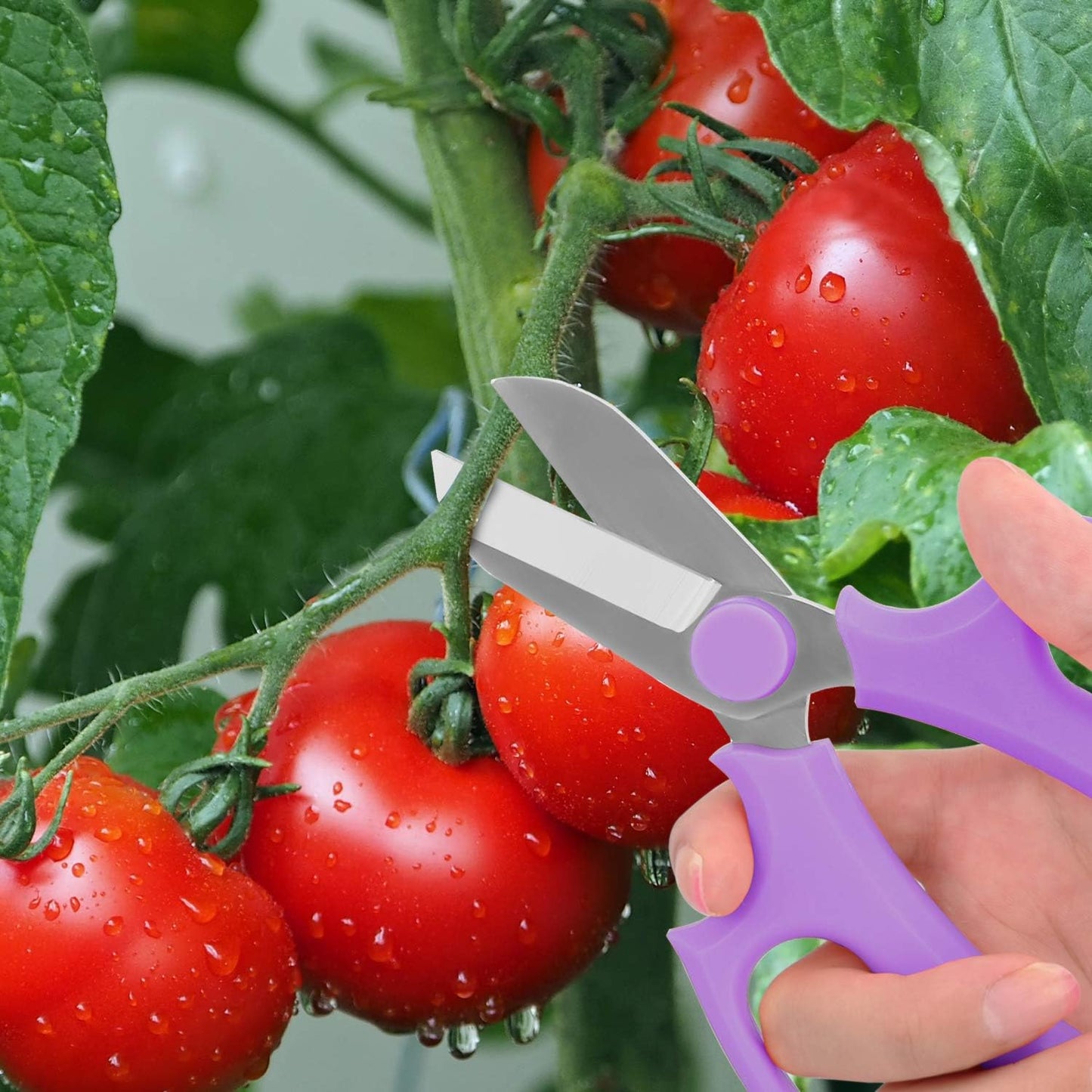 Housolution Flower Scissors, Strong Floral Shears, Premium Steel Garden Pruning Shears Garden Scissors Floral Fruits Leaf Scissors Hand Pruner Snip Trimming Tool for Gardening Flower Arrangement, Pink