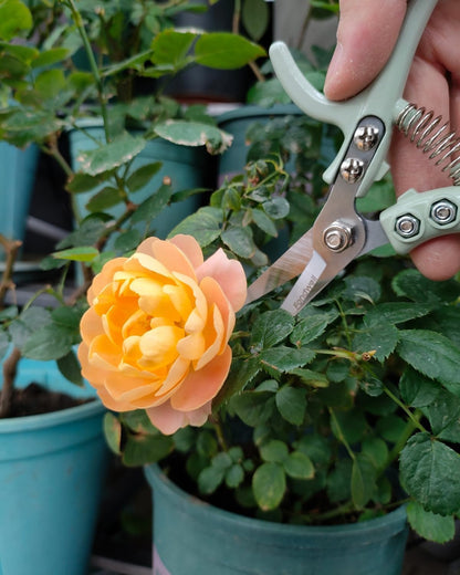 Fondwell 6.5" Pruning Shears Trimming Scissors: 2 Pack of Small Garden Snips with Micro Tip - Plant Clippers of High Cutting Efficiency