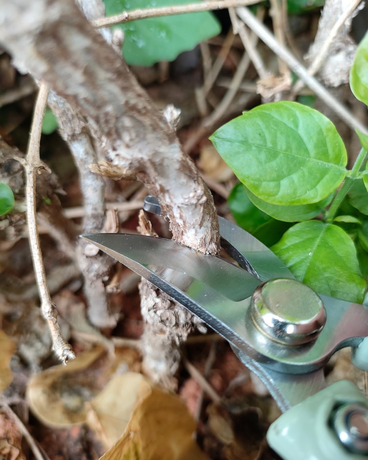 Fondwell 6.5" Pruning Shears Trimming Scissors: 2 Pack of Small Garden Snips with Micro Tip - Plant Clippers of High Cutting Efficiency