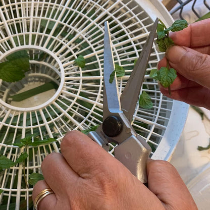 Pruning Shears - Garden Scissors Florist Snips - 2.5” Blades - Flower Scissors for Cutting Fresh Flowers, Trimming, or Harvesting Herbs or Fruit - Pruners for Gardening Tools