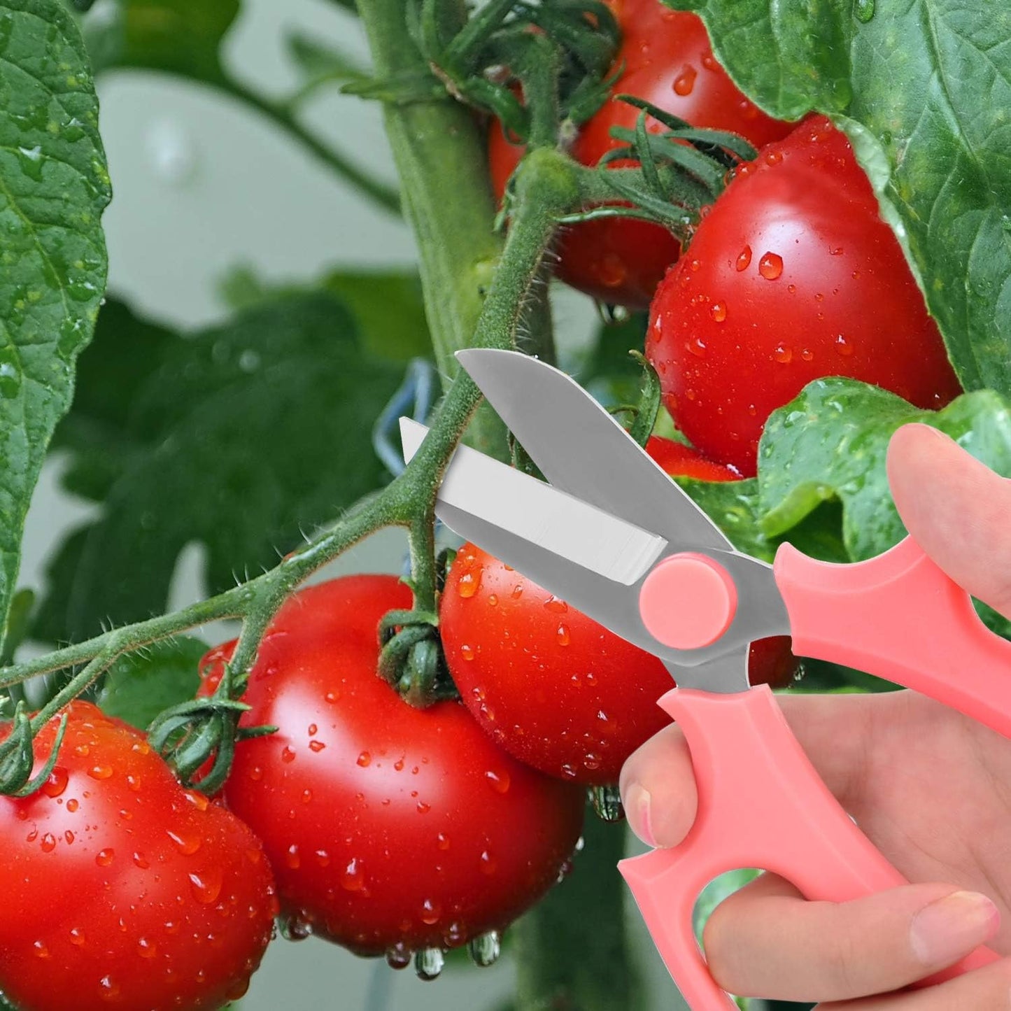 Flower Scissors, Premium Steel Garden Pruning Shears, Pink | Strong Floral Shears, Floral Fruits Leaf Scissors Hand Pruner Snip Trimming Tool for Gardening Flower Arrangement
